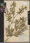 Foto von Salix alba L.
